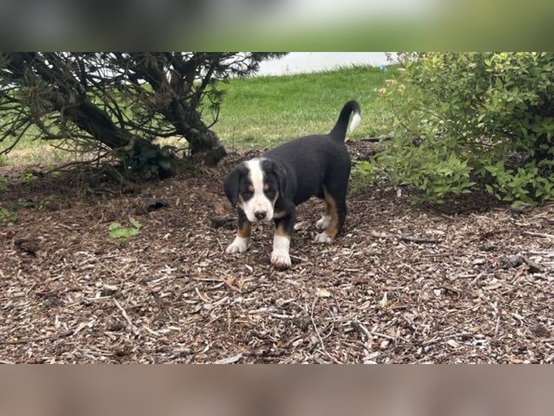 Großer Schweizer Sennenhund