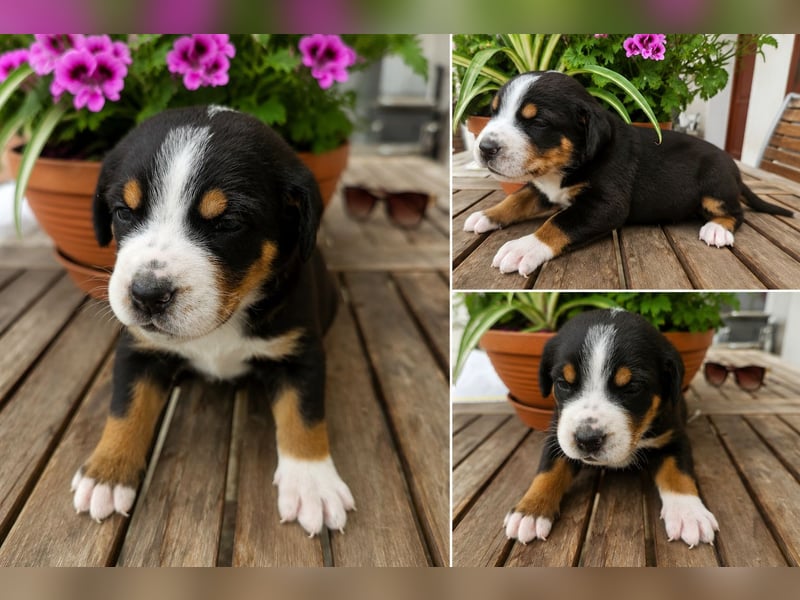 Großer Schweizer Sennenhund Welpen