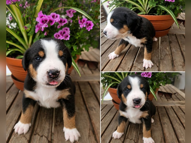 Großer Schweizer Sennenhund Welpen