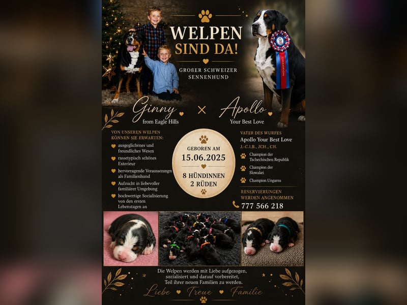 Großer Schweizer Sennenhund Welpen