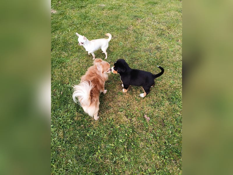 Große Schweizer Sennenhund Welpen