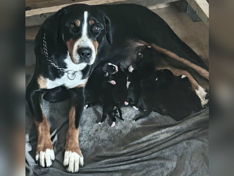 Große Schweizer Sennenhund Welpen