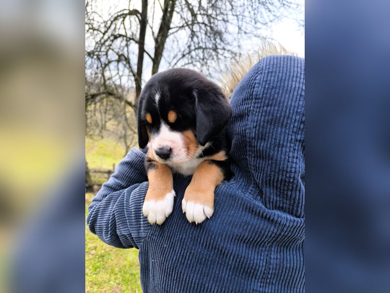 Große Schweizer Sennenhund Welpen