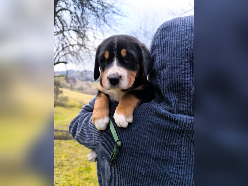 Große Schweizer Sennenhund Welpen