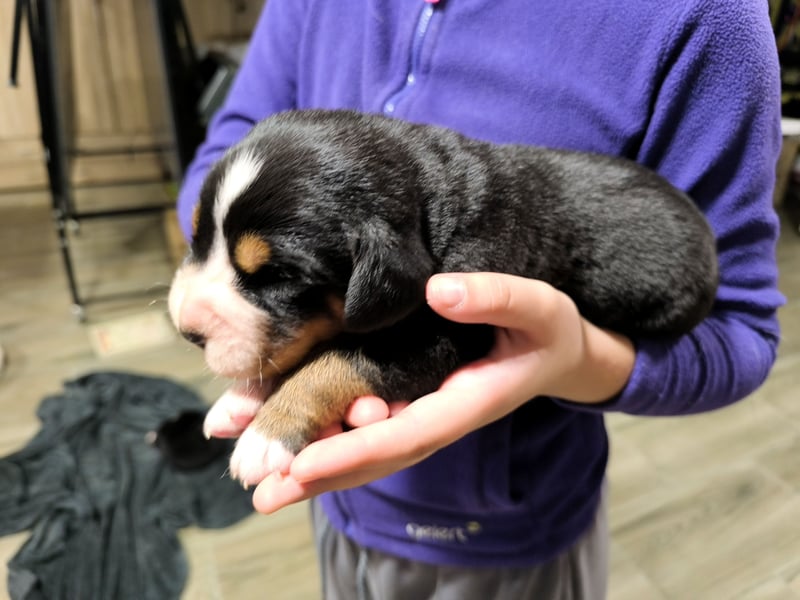 Große Schweizer Sennenhund Welpen