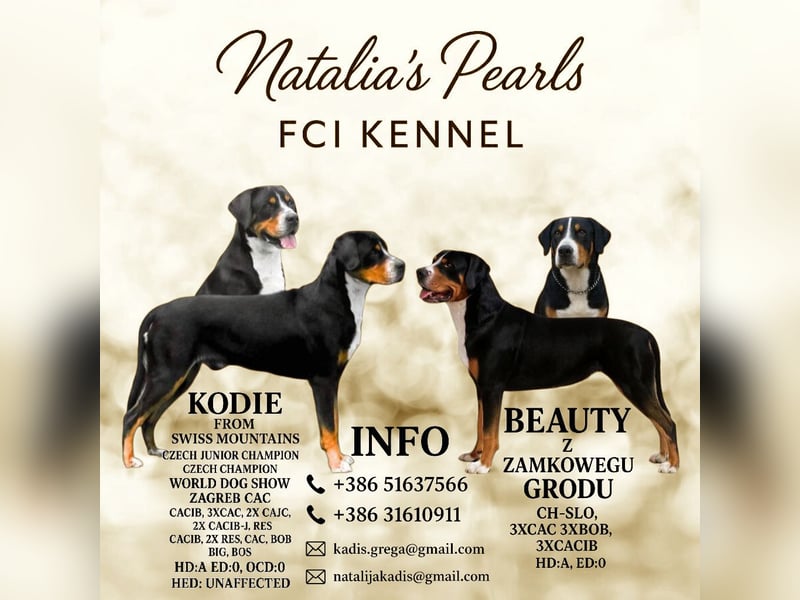 Große Schweizer Sennenhund Welpen