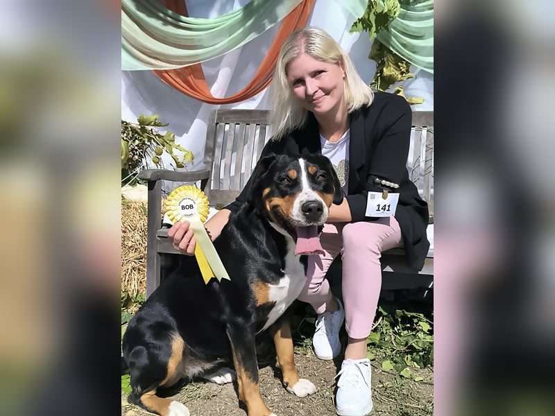 Große Schweizer Sennenhund Welpen