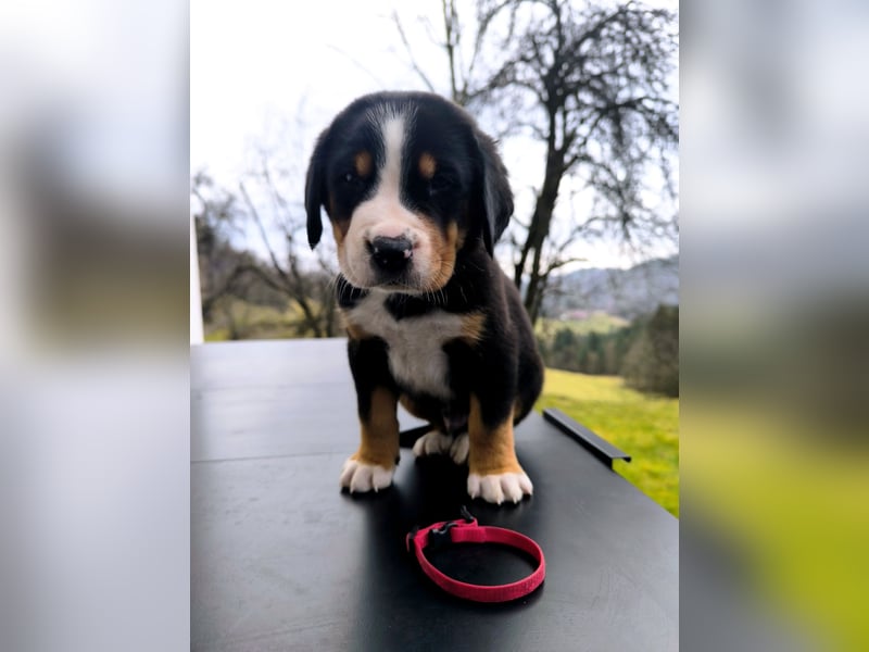Große Schweizer Sennenhund Welpen