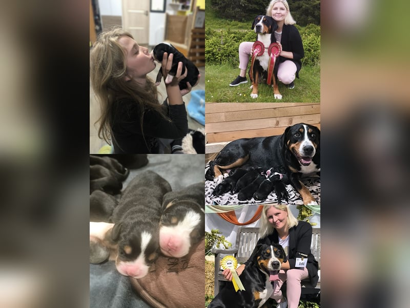 Große Schweizer Sennenhund Welpen