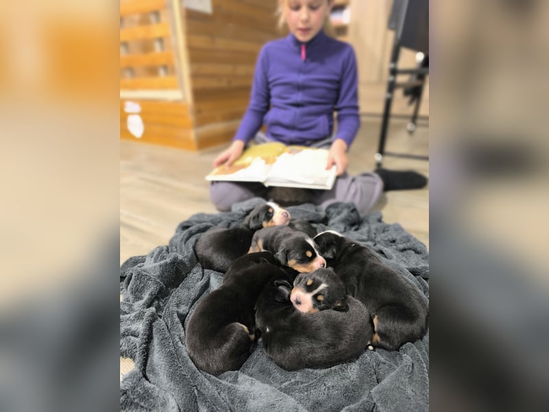 Große Schweizer Sennenhund Welpen