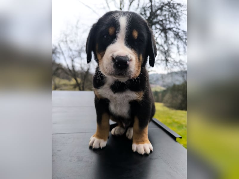 Große Schweizer Sennenhund Welpen