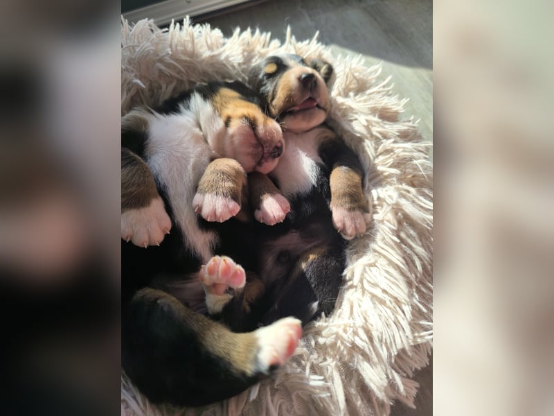 Große Schweizer Sennenhund Welpen