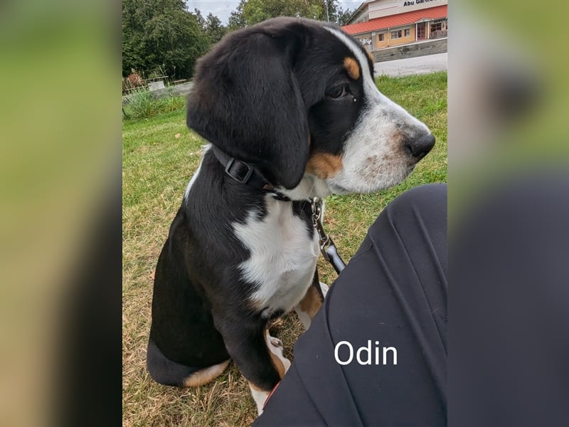 Grosser Schweizer Sennenhunde Welpen - Männchen- 12 Wo