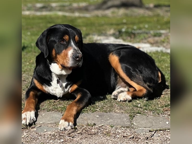 Großer Schweizer Sennenhund Welpe