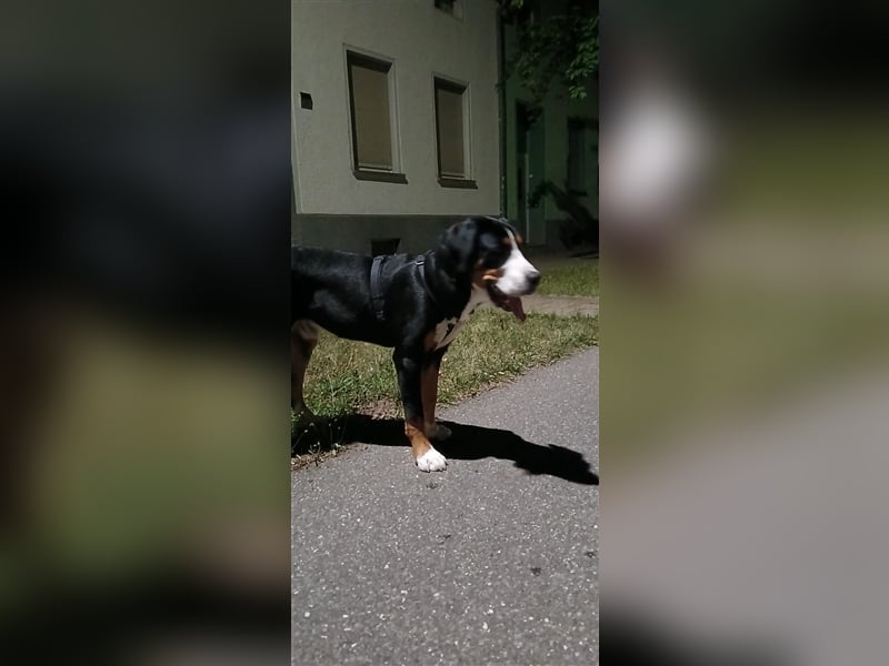 Großer Schweizer Sennenhund