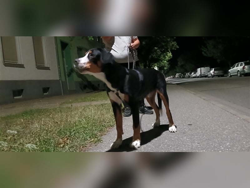 Großer Schweizer Sennenhund