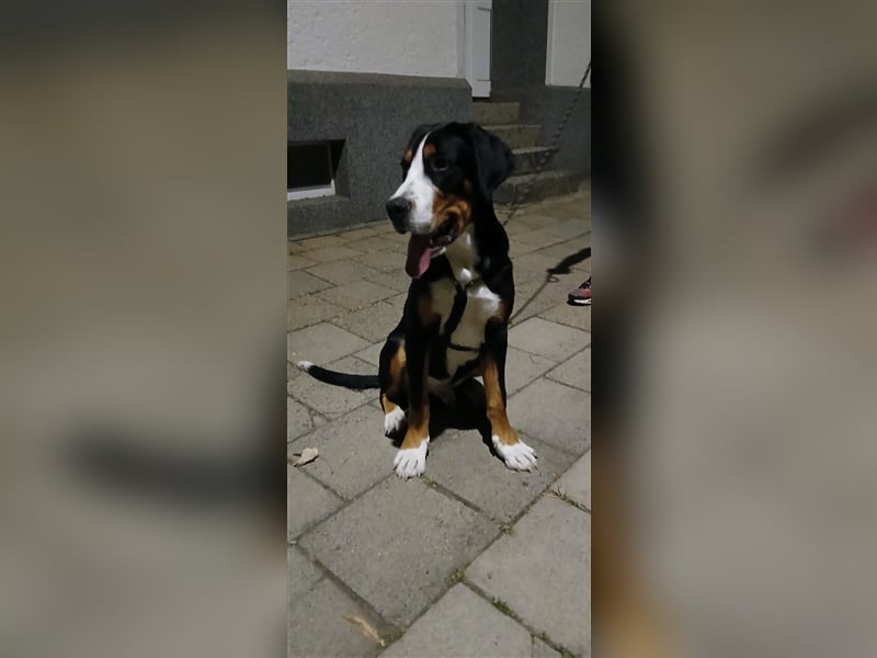 Großer Schweizer Sennenhund