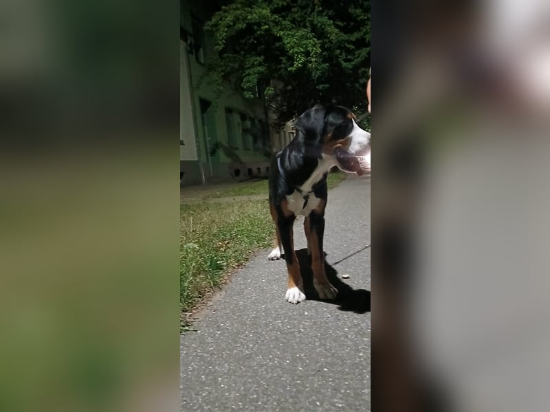 Großer Schweizer Sennenhund