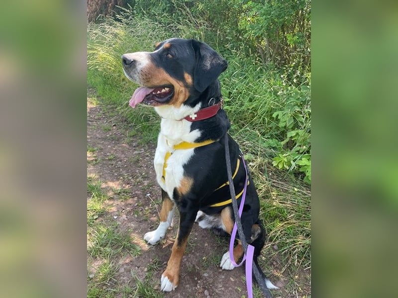 Harry Potter, Großer Schweizer Sennenhund, geb. 2022, Schweizer-Fans gesucht
