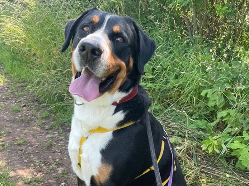Harry Potter, Großer Schweizer Sennenhund, geb. 2022, Schweizer-Fans gesucht