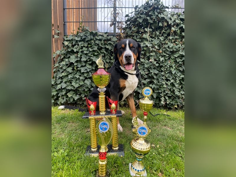 Großer Schweizer Sennenhund "Falco Amadeus from Swiss Star" - Deckrüde