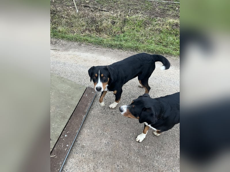 Großer Schweitzer Sennenhund