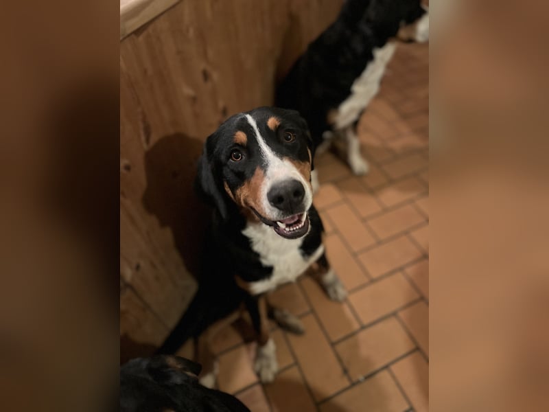 Großer Schweitzer Sennenhund