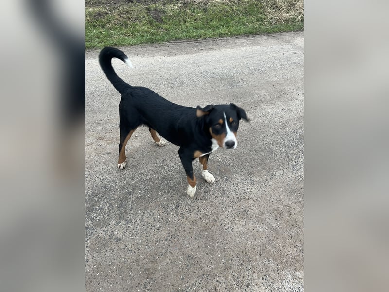 Großer Schweitzer Sennenhund