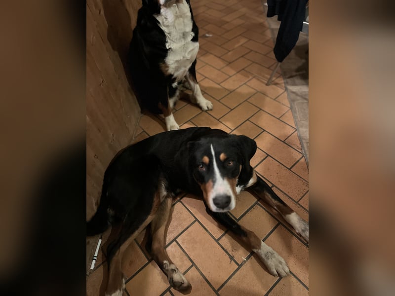 Großer Schweitzer Sennenhund