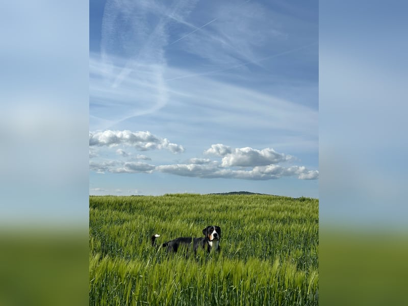 Großer Schweizer Sennenhund ( GSS )