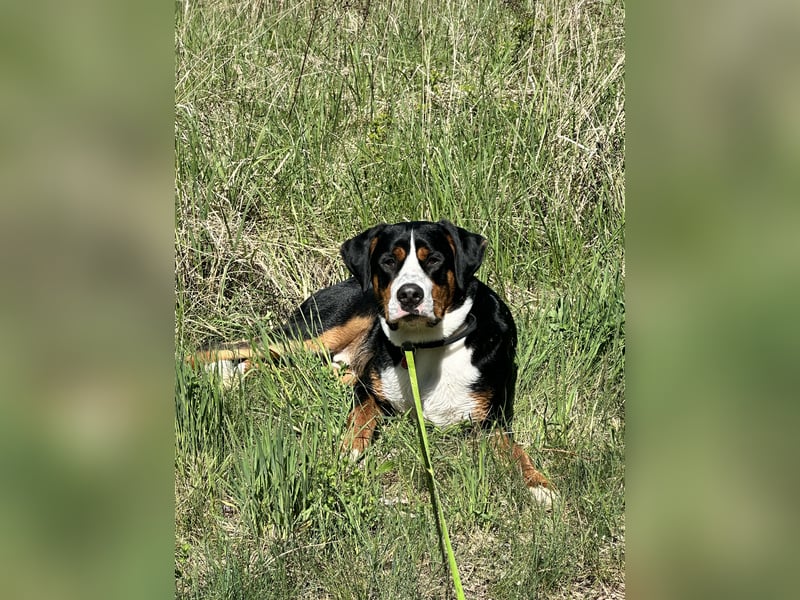 Großer Schweizer Sennenhund ( GSS )