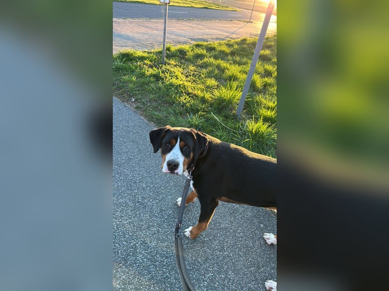 Großer Schweizer Sennenhund ( GSS )
