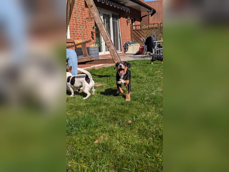 Große-Schweizer-Sennenhund-Welpen