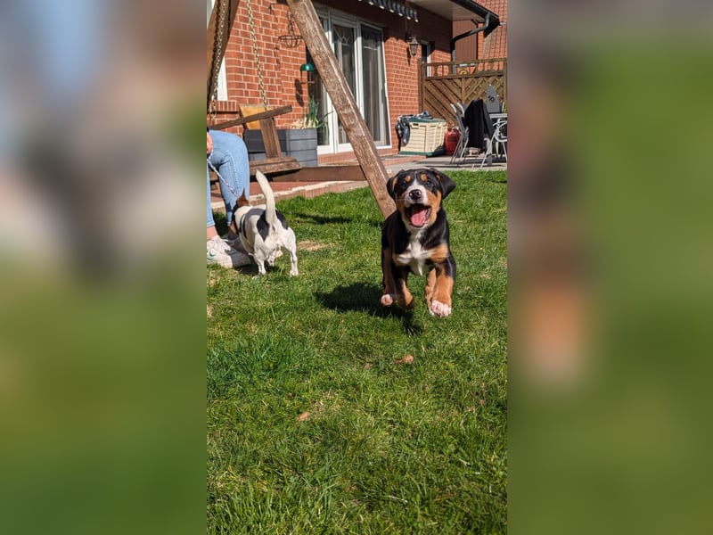 Große-Schweizer-Sennenhund-Welpen