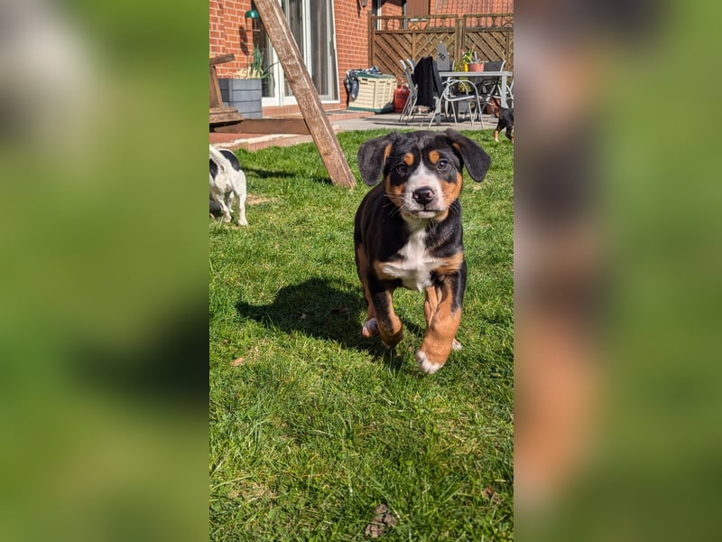 Große-Schweizer-Sennenhund-Welpen