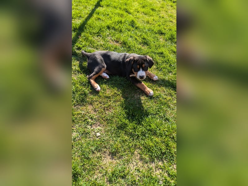 Große-Schweizer-Sennenhund-Welpen