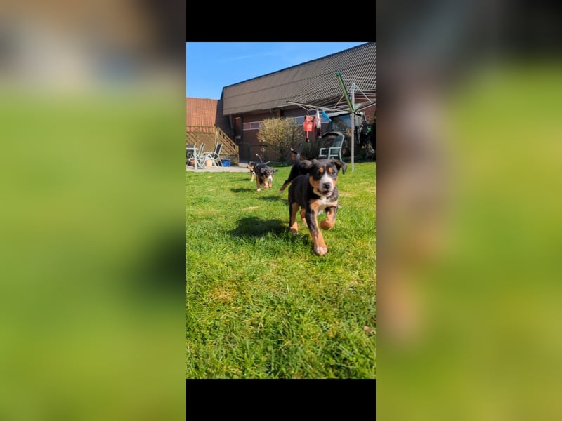 Große-Schweizer-Sennenhund-Welpen