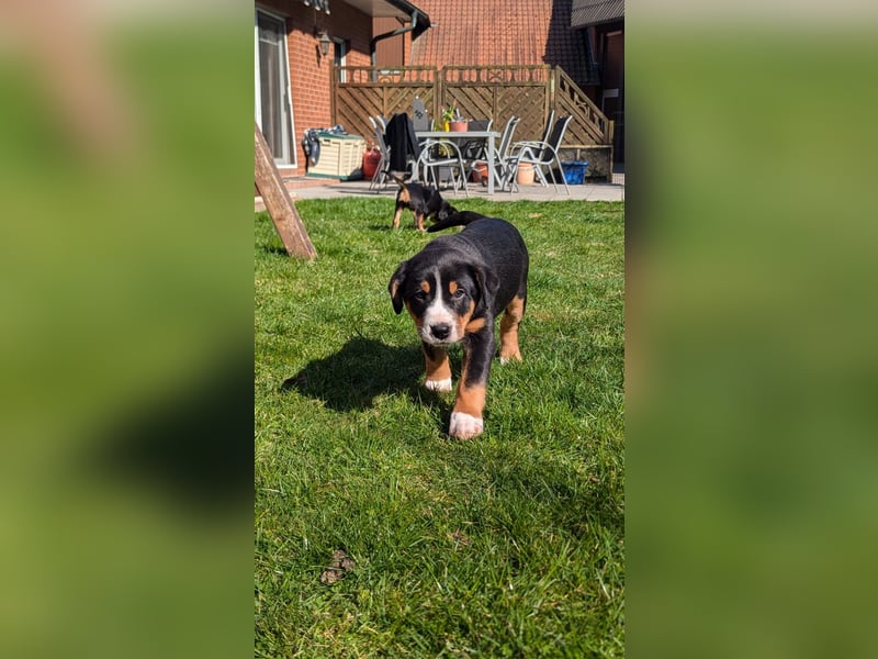 Große-Schweizer-Sennenhund-Welpen