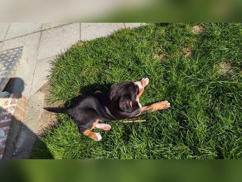 Große-Schweizer-Sennenhund-Welpen