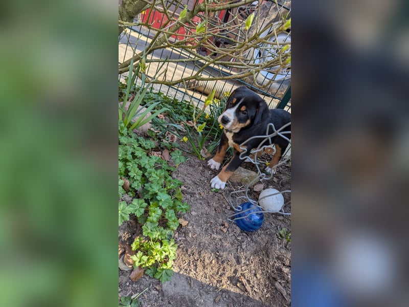Große-Schweizer-Sennenhund-Welpen