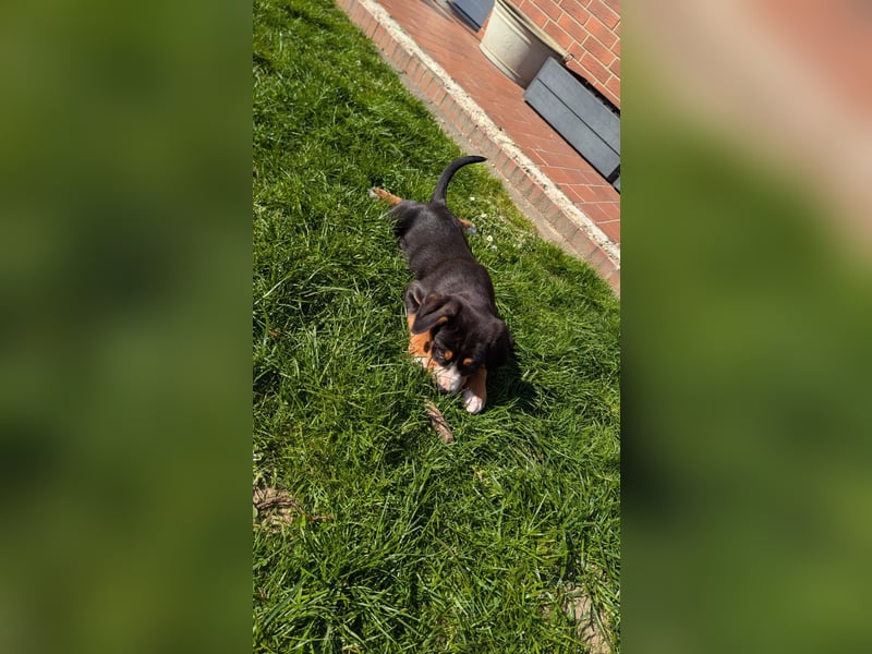 Große-Schweizer-Sennenhund-Welpen