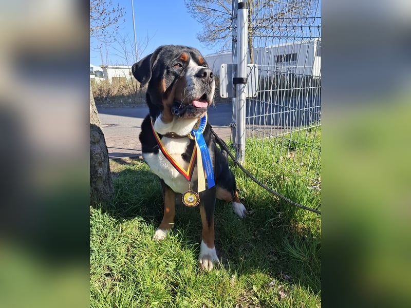 Deckrüde Großer Schweizer Sennenhund