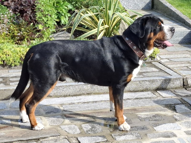 Deckrüde Großer Schweizer Sennenhund