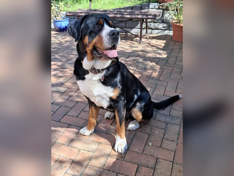 Deckrüde Großer Schweizer Sennenhund