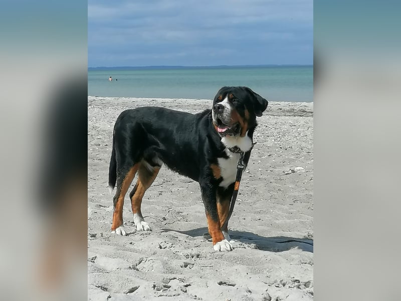 Deckrüde Großer Schweizer Sennenhund