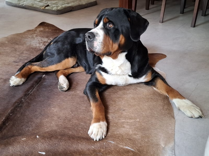 Deckrüde Großer Schweizer Sennenhund