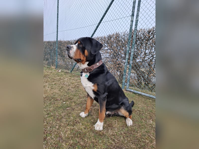 Deckrüde Großer Schweizer Sennenhund