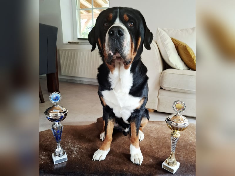 Deckrüde Großer Schweizer Sennenhund