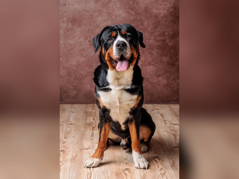 Deckrüde Großer Schweizer Sennenhund