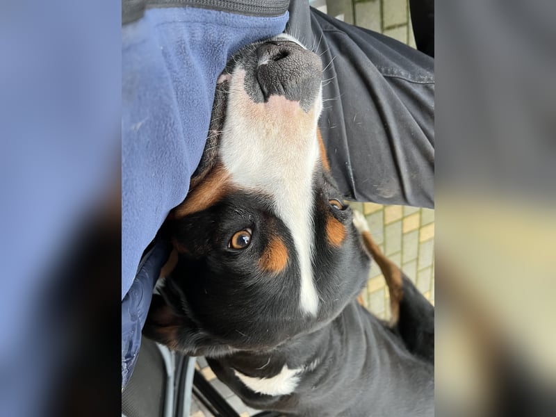 Großer Schweizer Sennenhund als Deckrüde